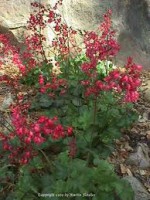 /album/fotogaleria/heuchera-2-jpg/